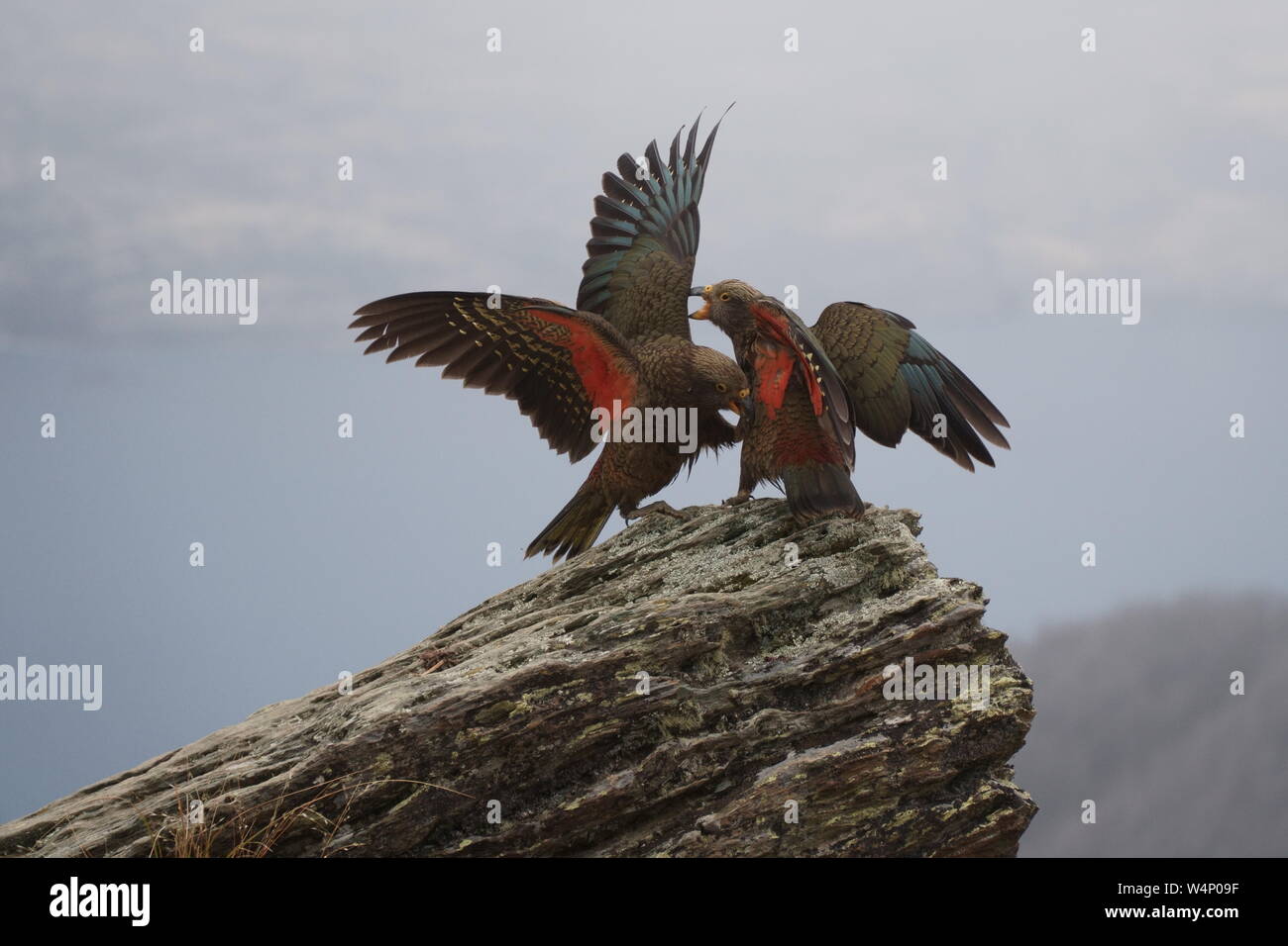 Kea oiseaux sur un rocher Banque D'Images