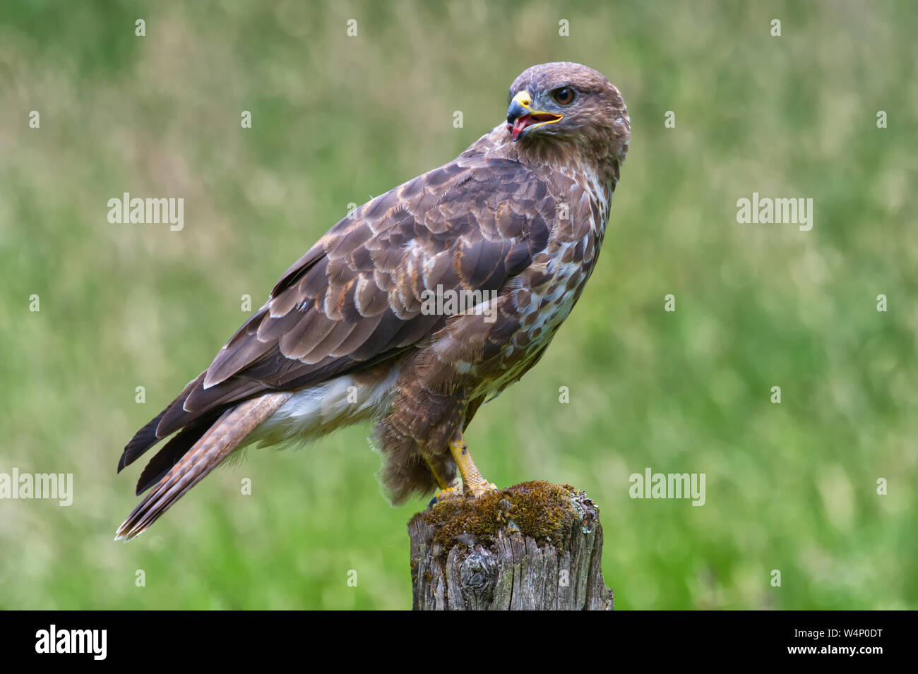 Buse variable Banque D'Images