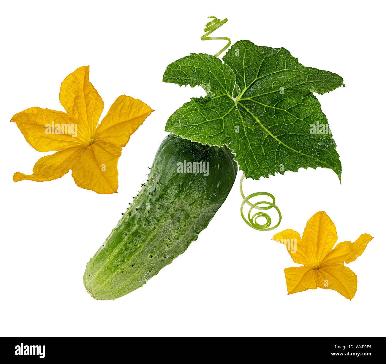 Le concombre isolé sur fond blanc Banque D'Images