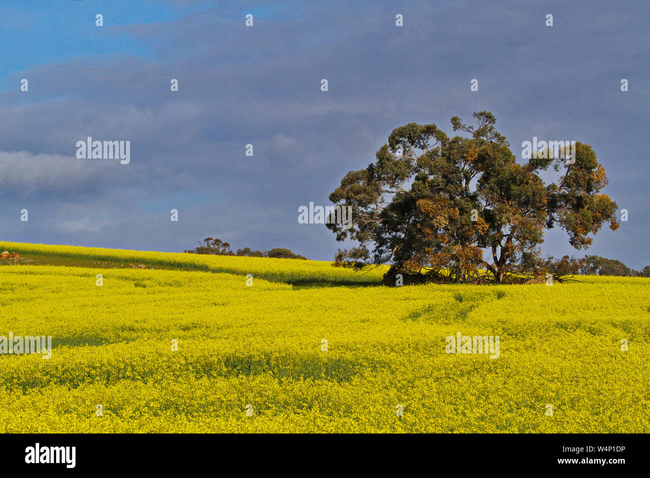 Ferme agricole domaine des éclats dans la fleur jaune vif, rehaussé de ciel et les arbres dans l'ouest de l'Australie. Banque D'Images