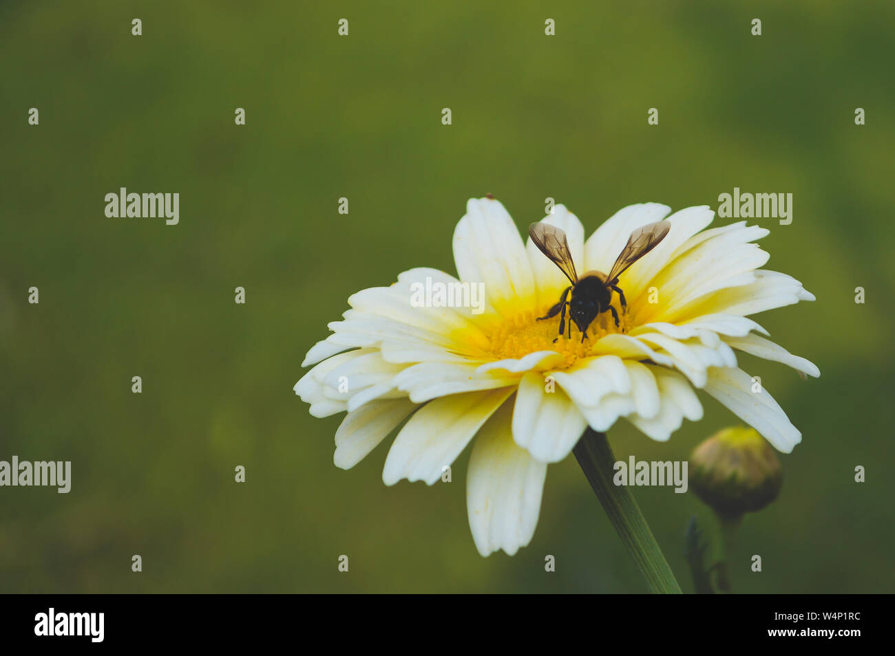 La succion de l'Abeille du nectar d'une fleur dans un stellaire gardena à Delhi. Banque D'Images