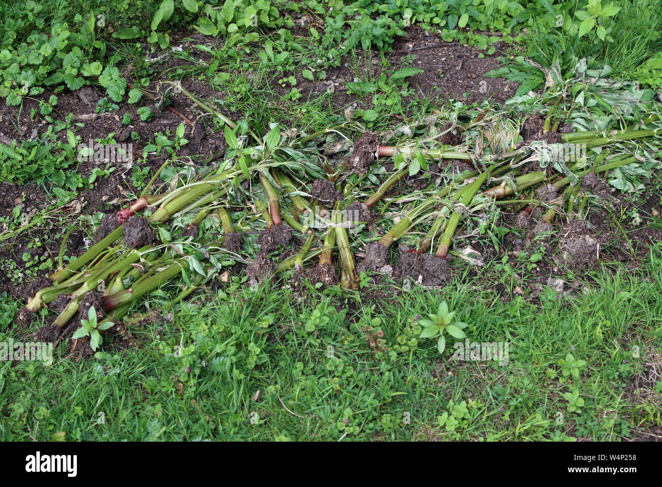 Pullled balsamine de l'Himalaya, cette espèce envahissante une plante étrangère à partir de l'époque victorienne, est distroyed et contrôlée par ici soulevée. Banque D'Images