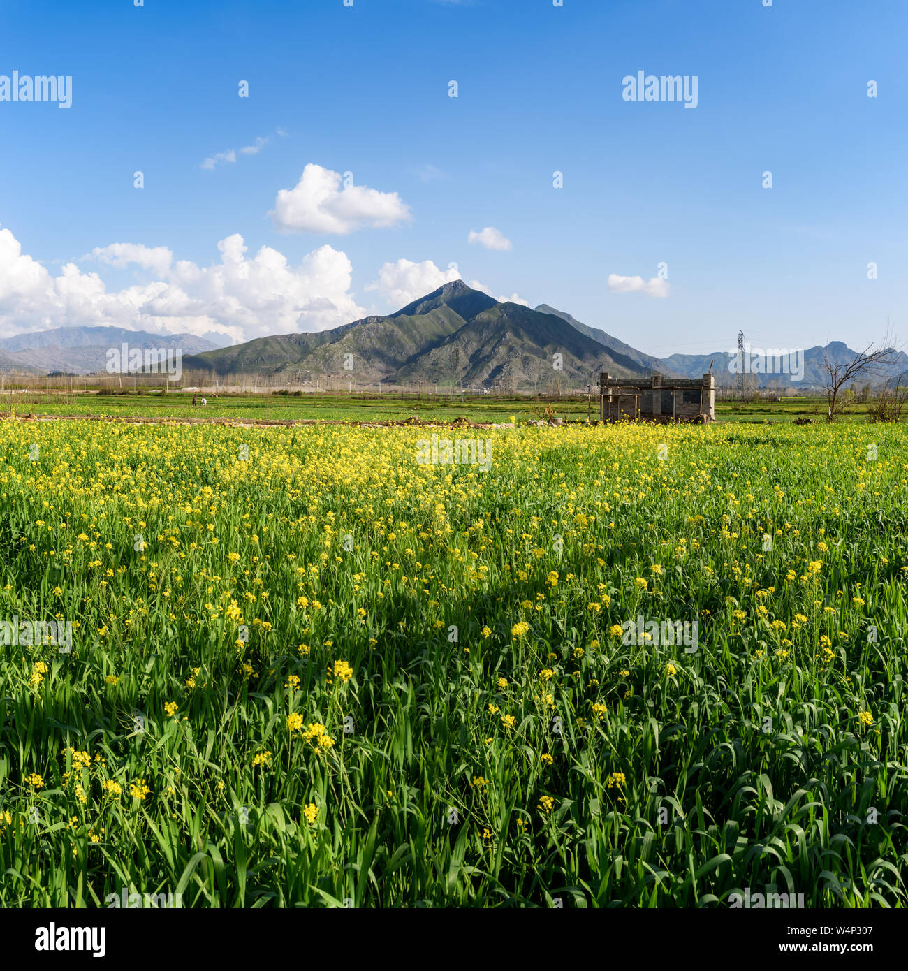 Paysage de Swat, une vallée riche en de vastes champs et gamme de montagne dans le nord-ouest du Pakistan. Banque D'Images