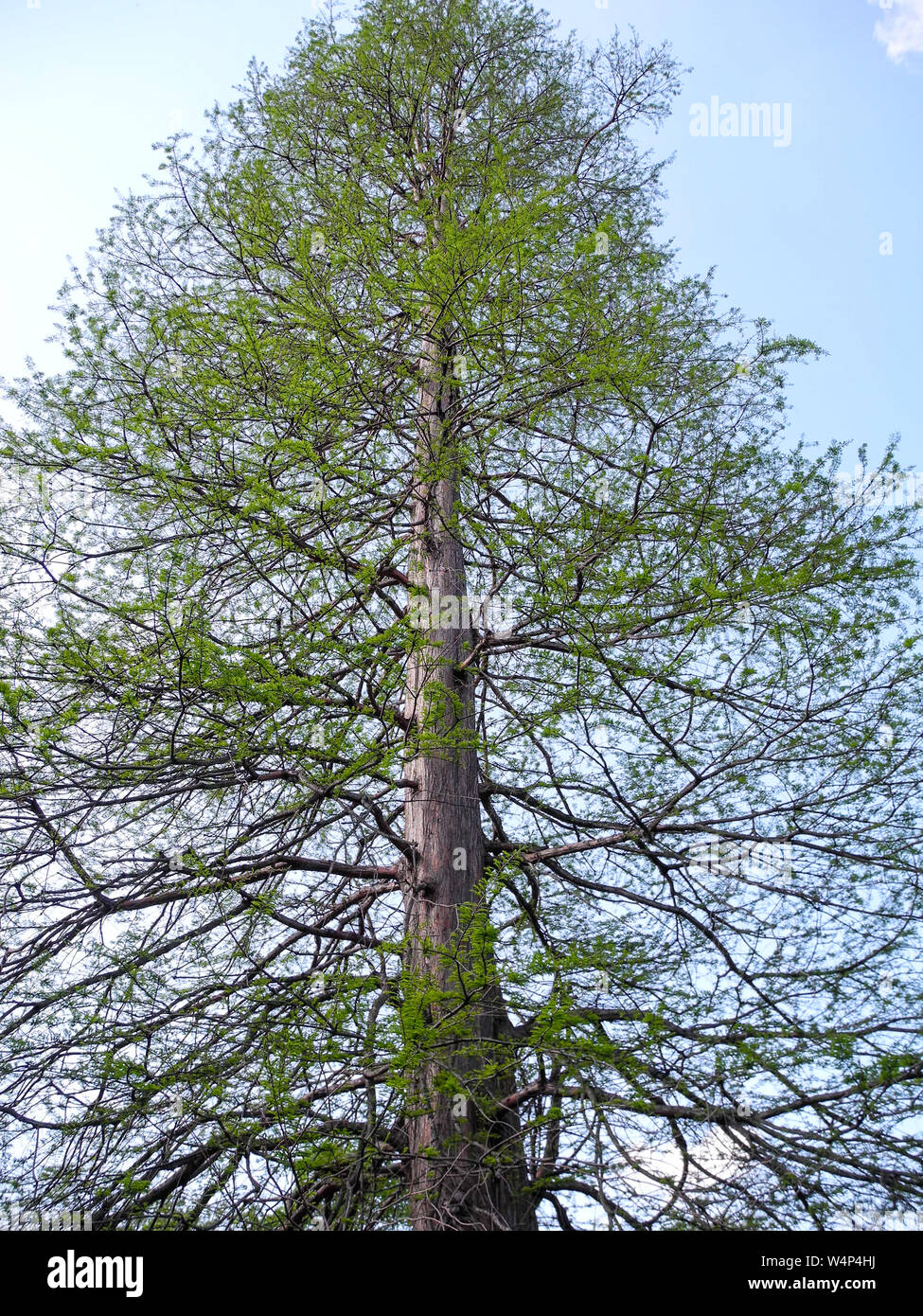 Arbre de conifères, Pinophyta, dans les bois d'Allemagne Banque D'Images
