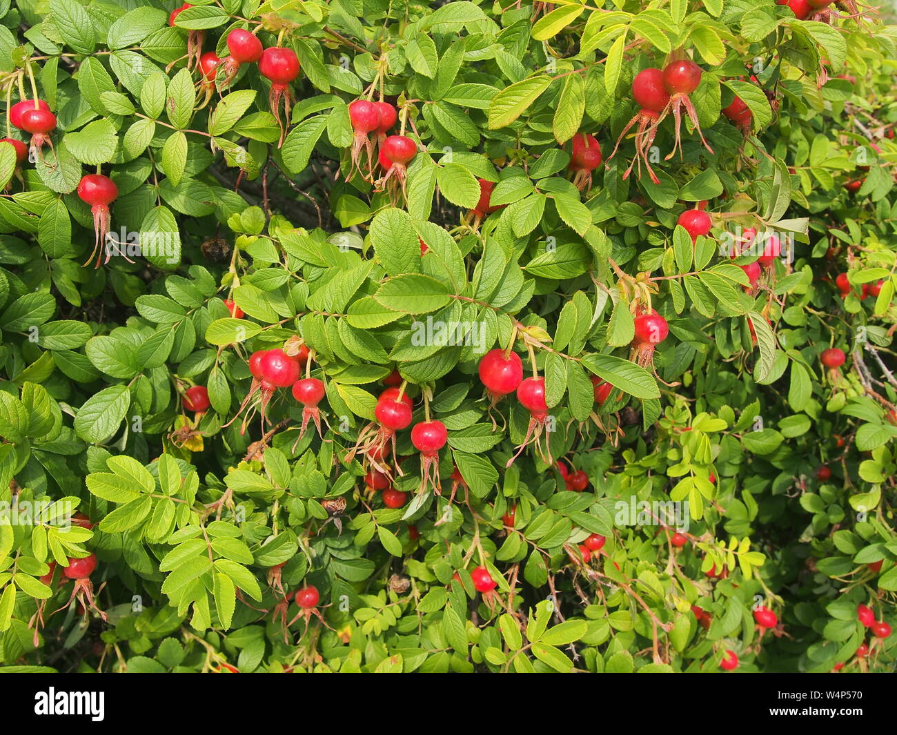 Fruit rouge et vert feuilles de Wild Rose. Plante médicinale. Close up. Banque D'Images