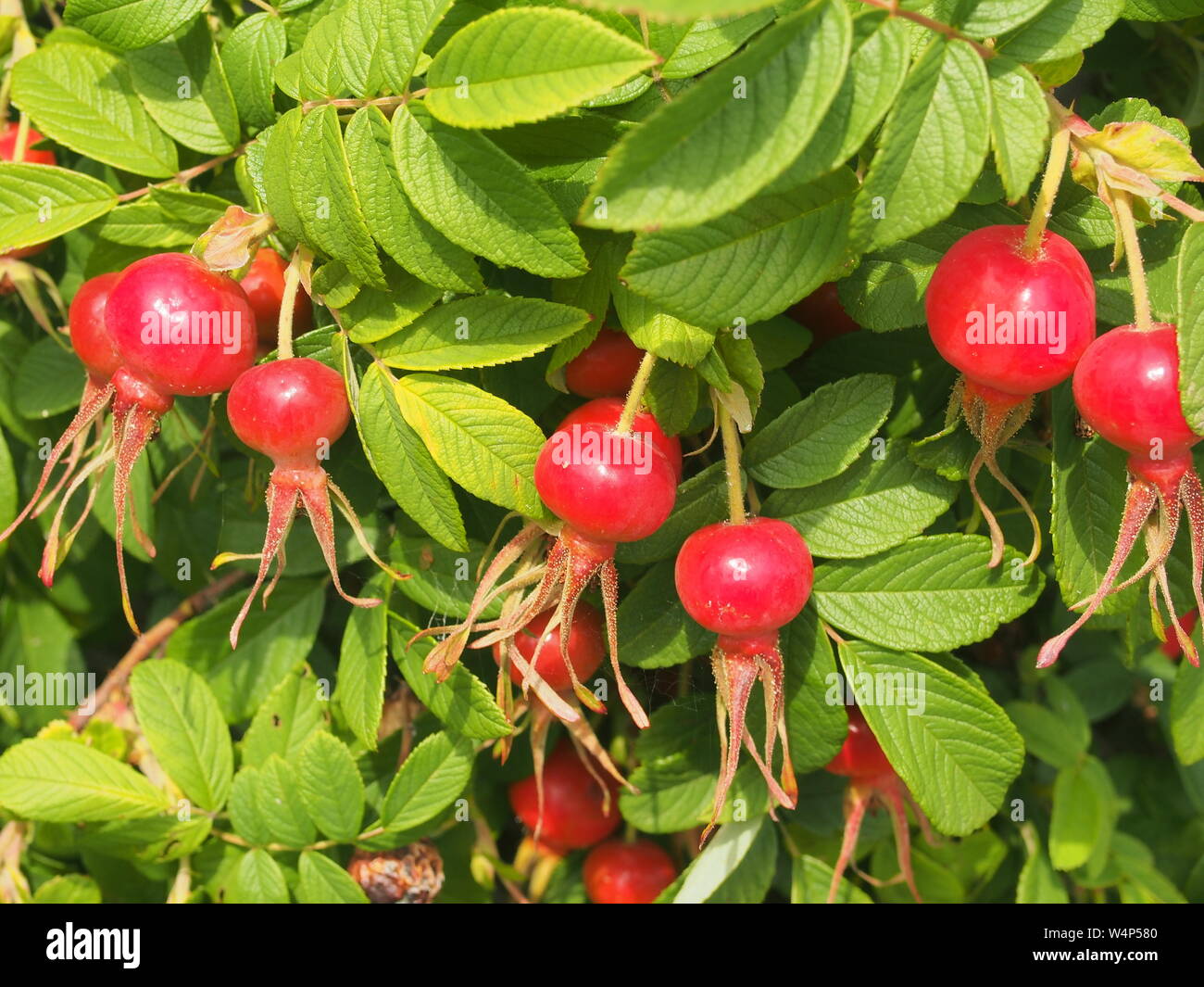 Fruit rouge et vert feuilles de Wild Rose. Plante médicinale. Close up. Banque D'Images
