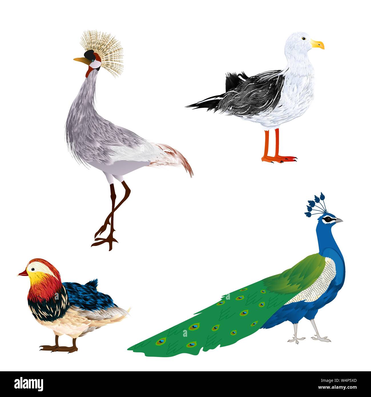 Oiseaux vecteur sur fond blanc. Mouette, grues couronnées, Peacock et canard mandarin. Illustration de Vecteur