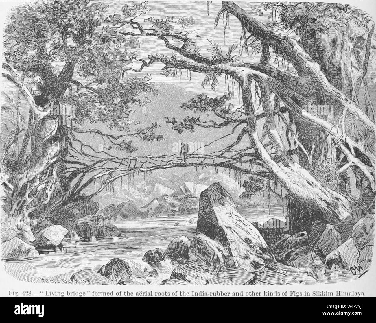 Dessin Gravé du Pont 'vivant', formé de les racines aériennes de la gomme et d'autres plantes, Sikkim, Inde, 1902. du livre 'L'histoire naturelle des plantes' par Anton Kerner von Marilaun, Francis Wall Oliver, Mary Frances Ewart Busk Macdonald, et Lady Marian Balfour. Avec la permission de Internet Archive. () Banque D'Images