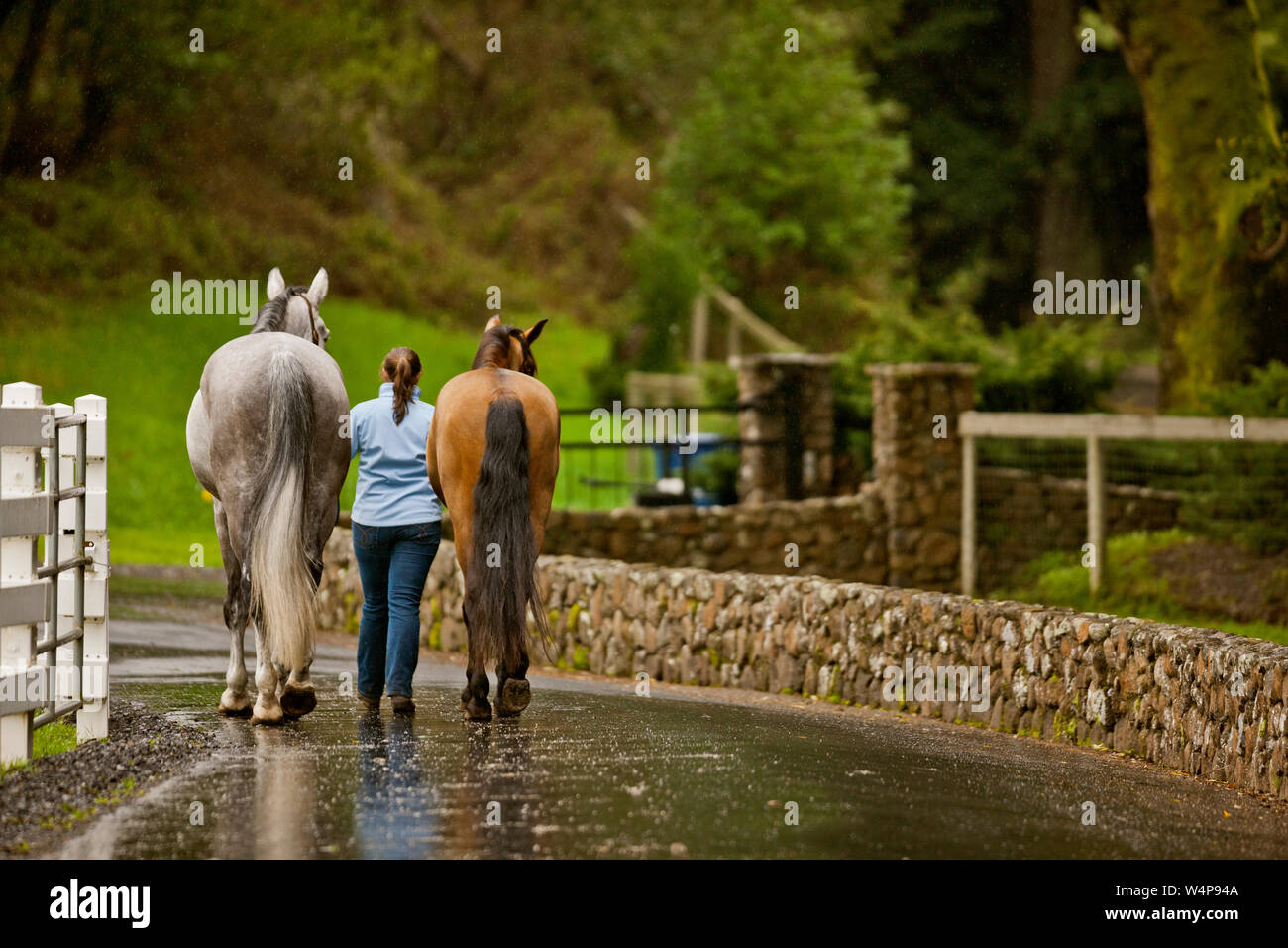 Jeune entraîneur de chevaux l'exercice de ses chevaux. Banque D'Images