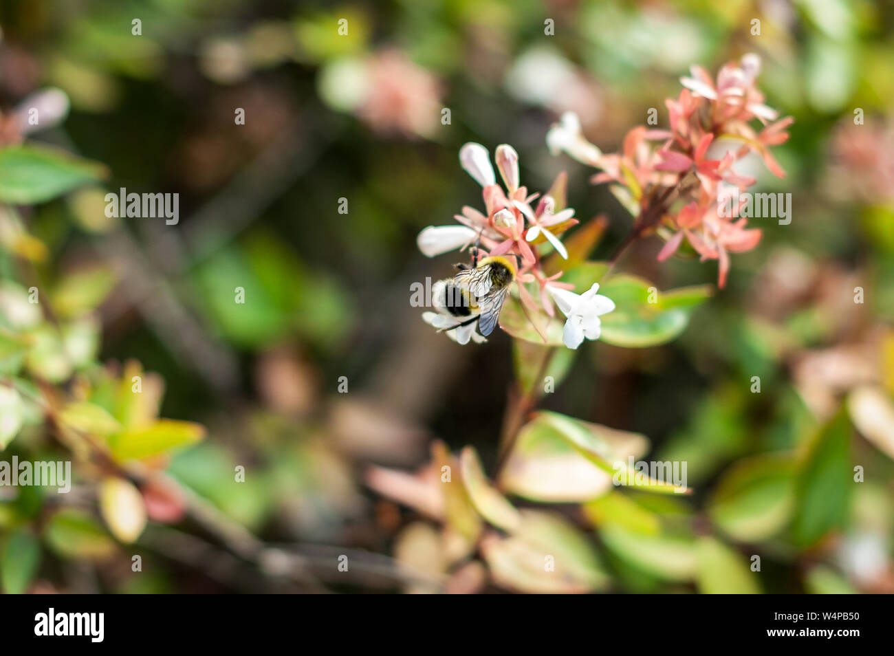 Abeille pollinisant fleur ou la collecte du pollen sur les fleurs de bush en parc italien. Soft focus et flou floral background. Close-up. Banque D'Images