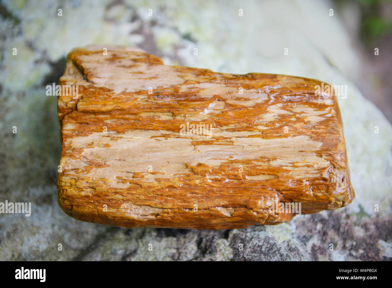 Le bois pétrifié combustibles / le vieux bois naturel par pierre devient Banque D'Images