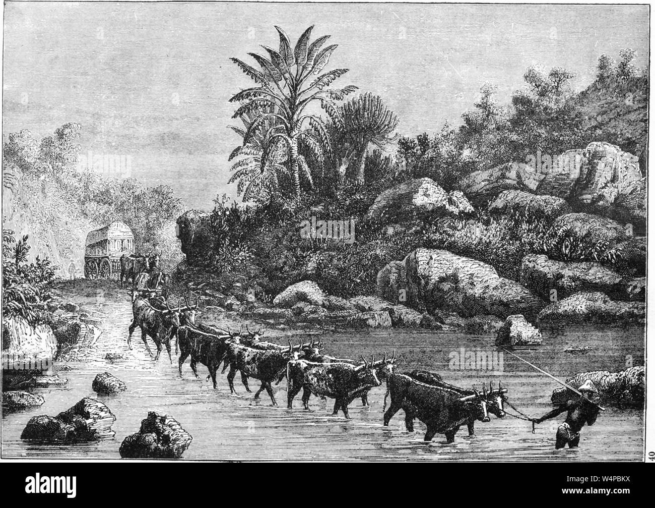 Dessin gravé du wagon de bétail en voyage au Congo, du livre 'Ridpath's histoire universelle de l' de John Clark Ridpath, 1897. Avec la permission de Internet Archive. () Banque D'Images