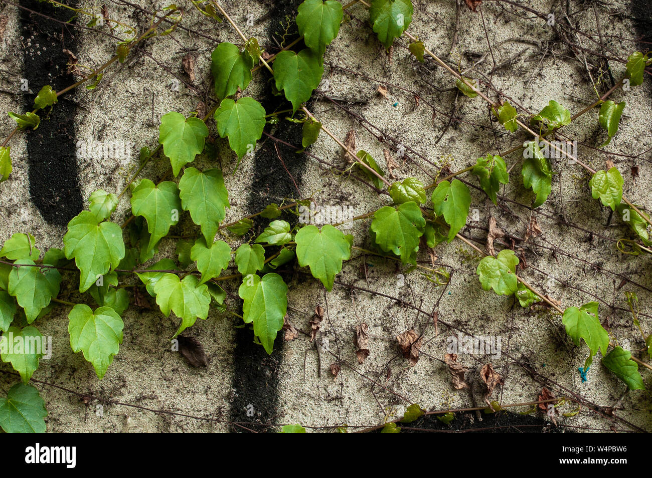 Accrochant Vert plante sur une surface en pierre grise. Vue rapprochée. Fond naturel. Banque D'Images