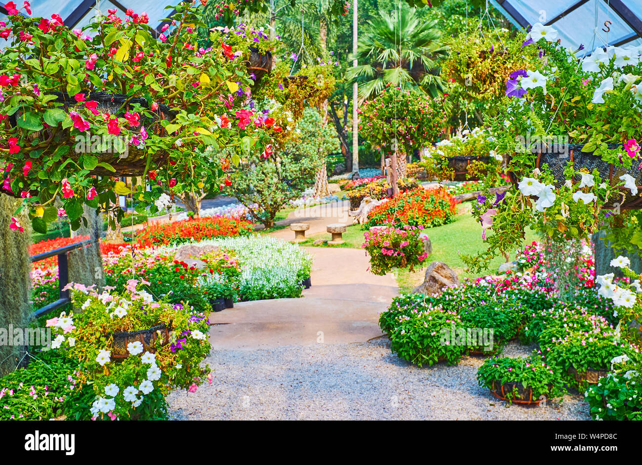 Ampelous fleurs sont largement répartis dans le jardin Mae Fah Luang, horticulteurs croître pétunia, viole, bégonia, lobelia, fuchsia et autres, Doi Tung, Sesana Banque D'Images
