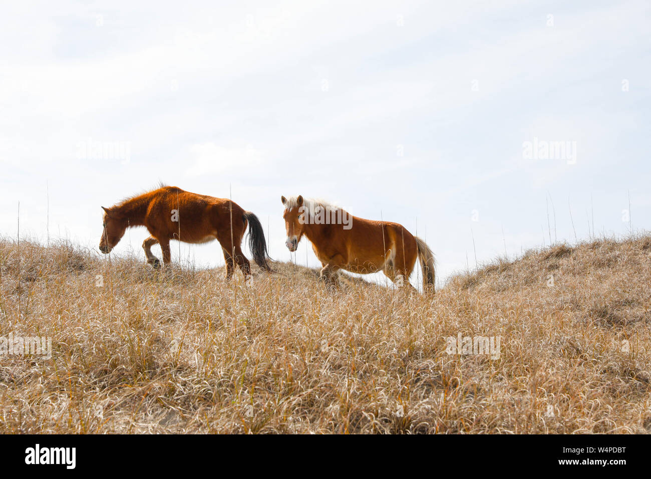 Chevaux sauvages sur Shackleford Banks, l'extrême sud de la barrière île dans Cape Lookout National Seashore est le foyer de plus de 100 chevaux sauvages en Amérique du véhicule Banque D'Images