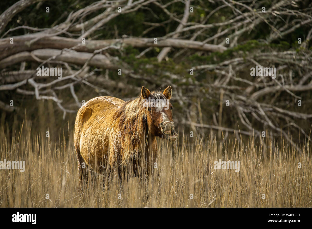 Chevaux sauvages sur Shackleford Banks, l'extrême sud de la barrière île dans Cape Lookout National Seashore est le foyer de plus de 100 chevaux sauvages en Amérique du véhicule Banque D'Images