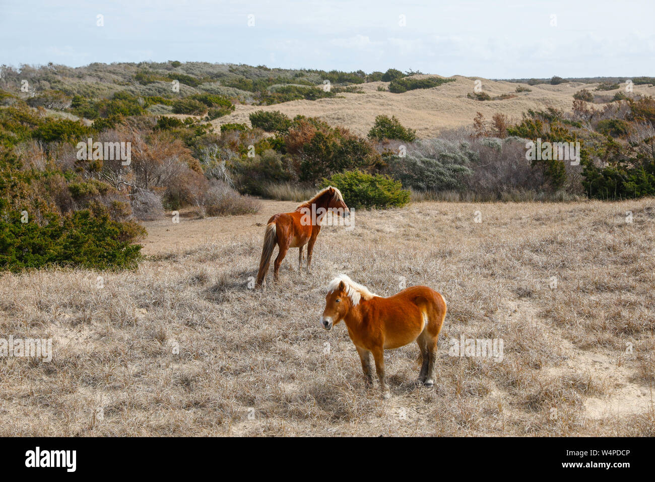 Chevaux sauvages sur Shackleford Banks, l'extrême sud de la barrière île dans Cape Lookout National Seashore est le foyer de plus de 100 chevaux sauvages en Amérique du véhicule Banque D'Images