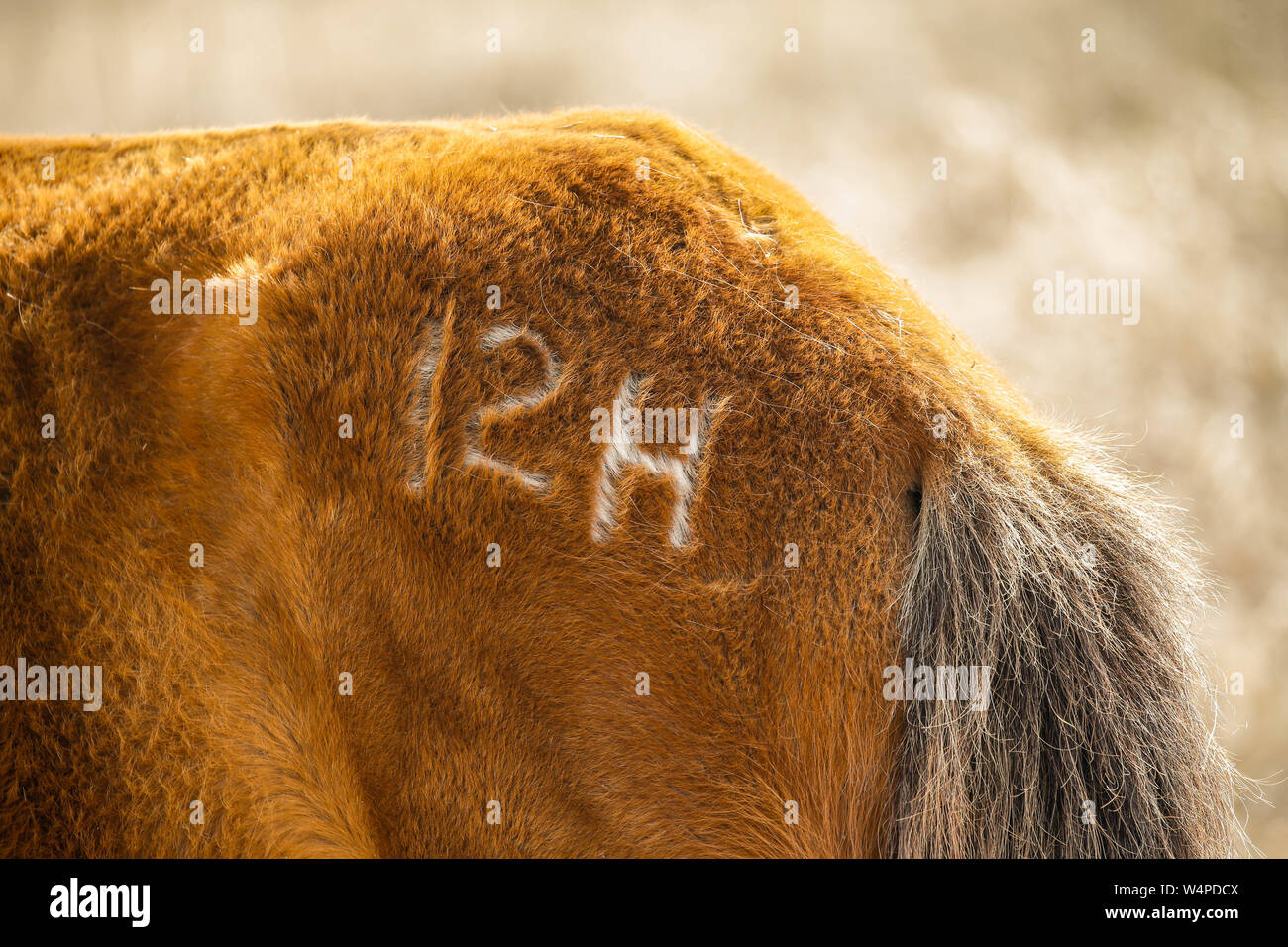 Chevaux sauvages sur Shackleford Banks, l'extrême sud de la barrière île dans Cape Lookout National Seashore est le foyer de plus de 100 chevaux sauvages en Amérique du véhicule Banque D'Images