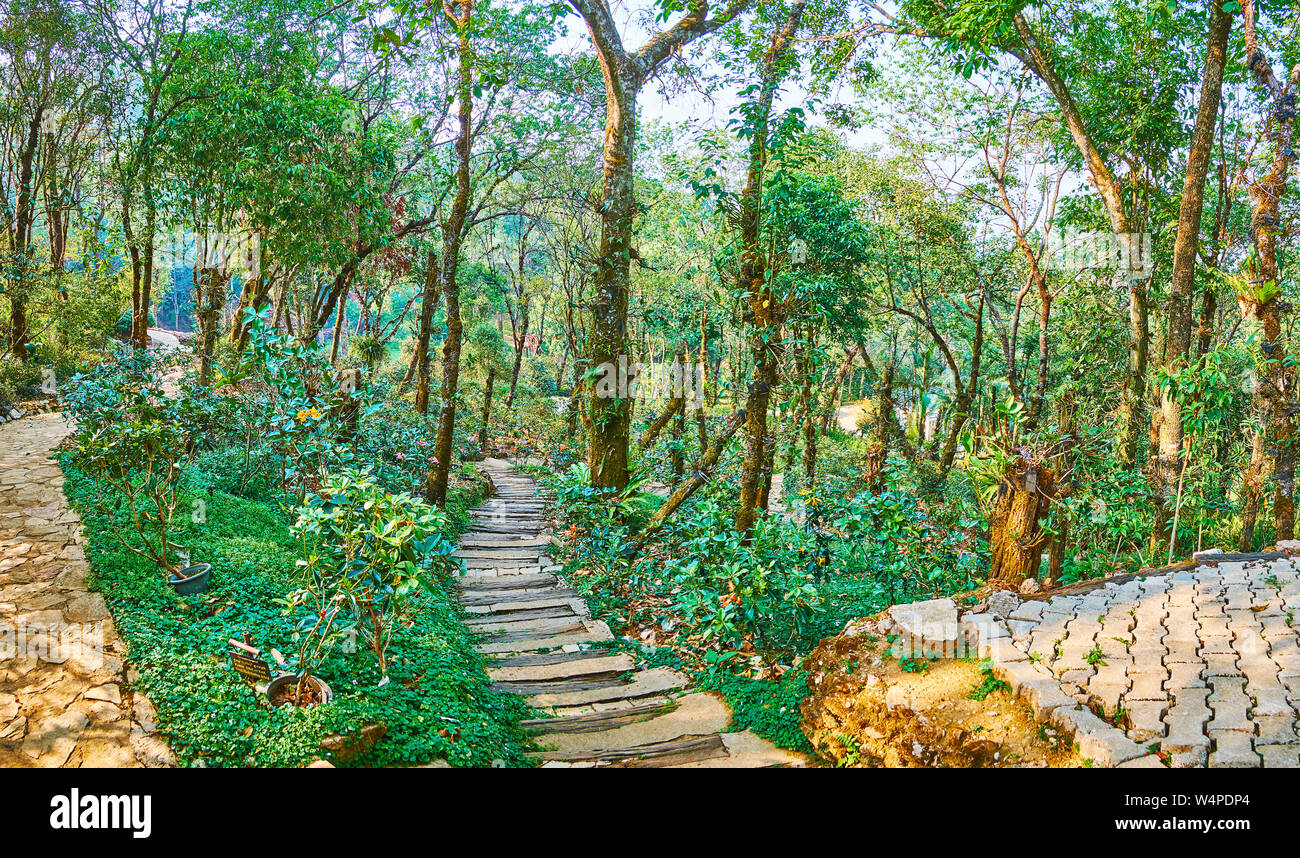 Les rues étroites de forêt luxuriante, situé dans les montagnes, Mae Fah Luang Arboretum, Doi Chang Moob, Chiang Rai, Thaïlande Banque D'Images