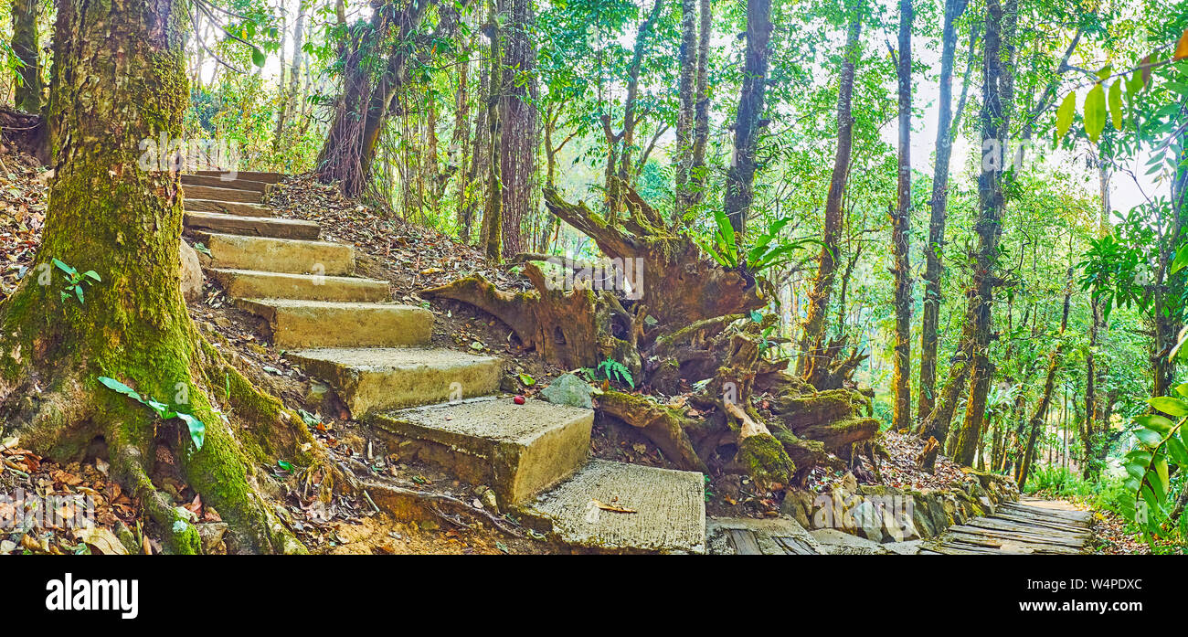 L'allée courbe traverse la forêt profonde de Mae Fah Luang Arboretum, Doi Chang Moob, Thaïlande Banque D'Images