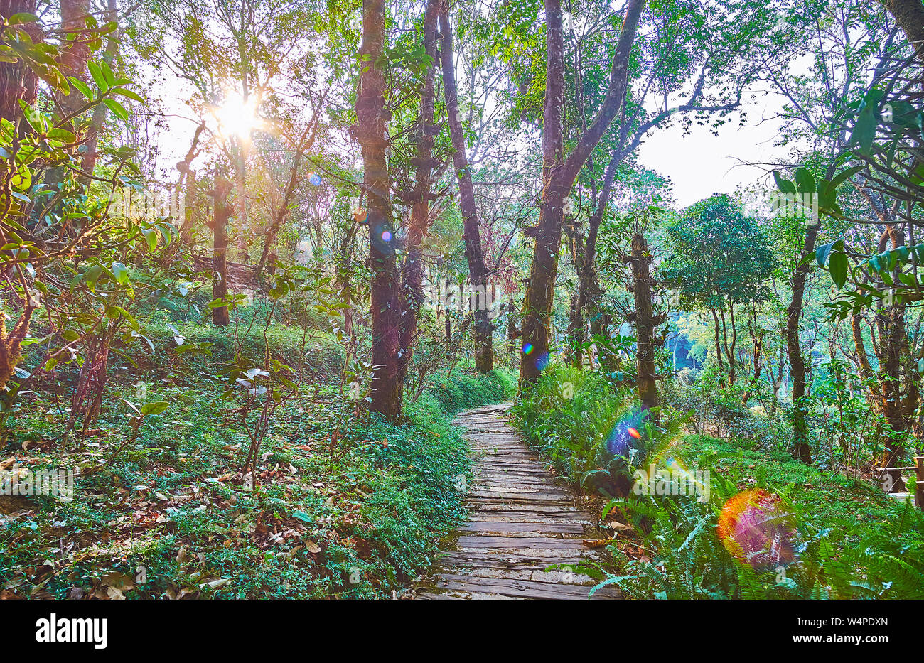 Regarder le soleil du soir lumineux si les arbres luxuriants de Mae Fah Luang Arboretum, Doi Chang Moob, Thaïlande Banque D'Images