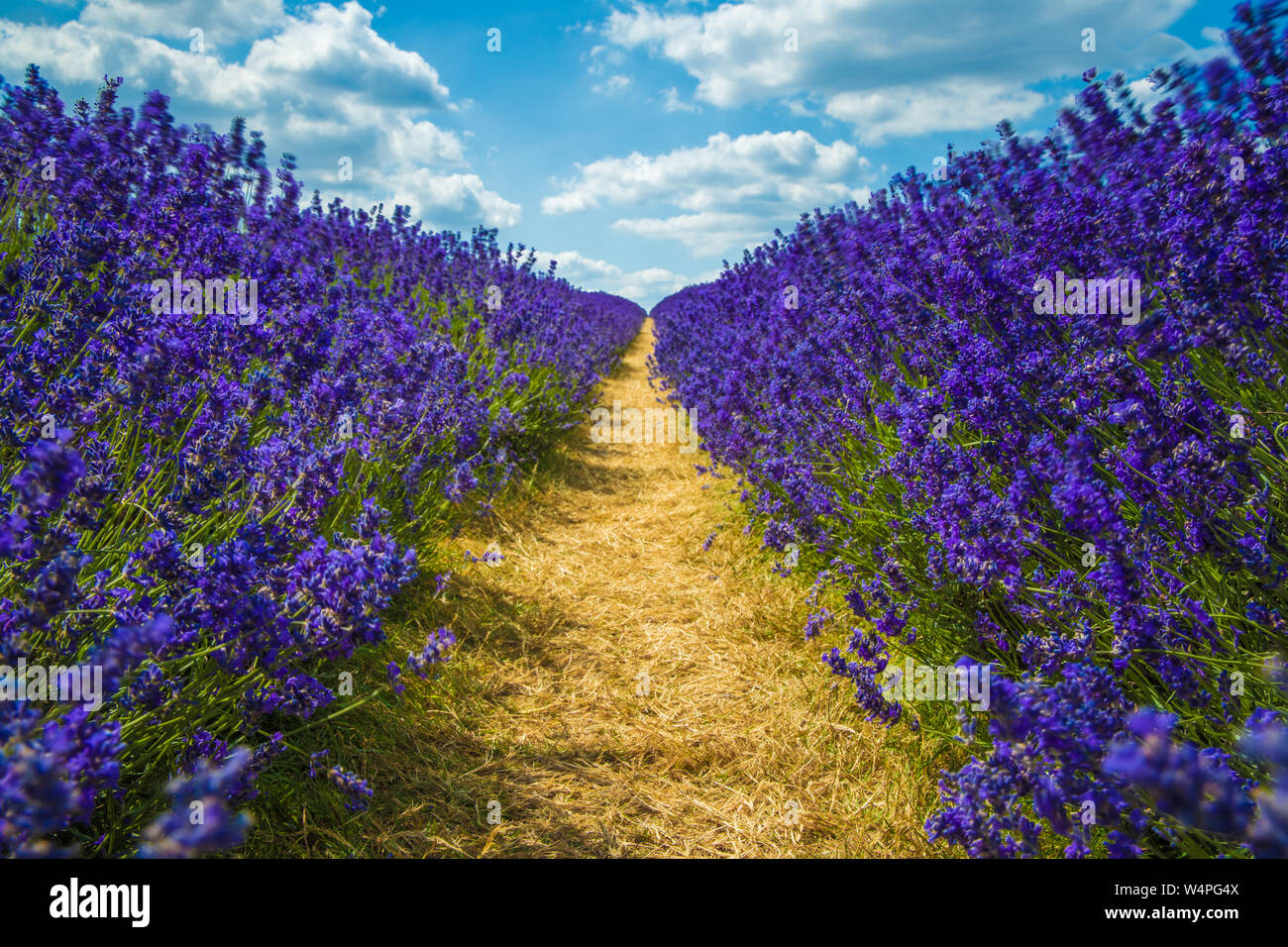 Lavandula (nom commun de lavande) est un genre de 47 espèces connues de plantes à fleurs dans la famille de la menthe, Lamiaceae. Il est natif de l'ancien monde Banque D'Images