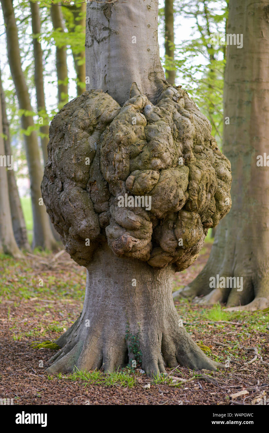 Grande croissance sur un tronc d'arbre d'une maladie de l'écorce des arbres Banque D'Images