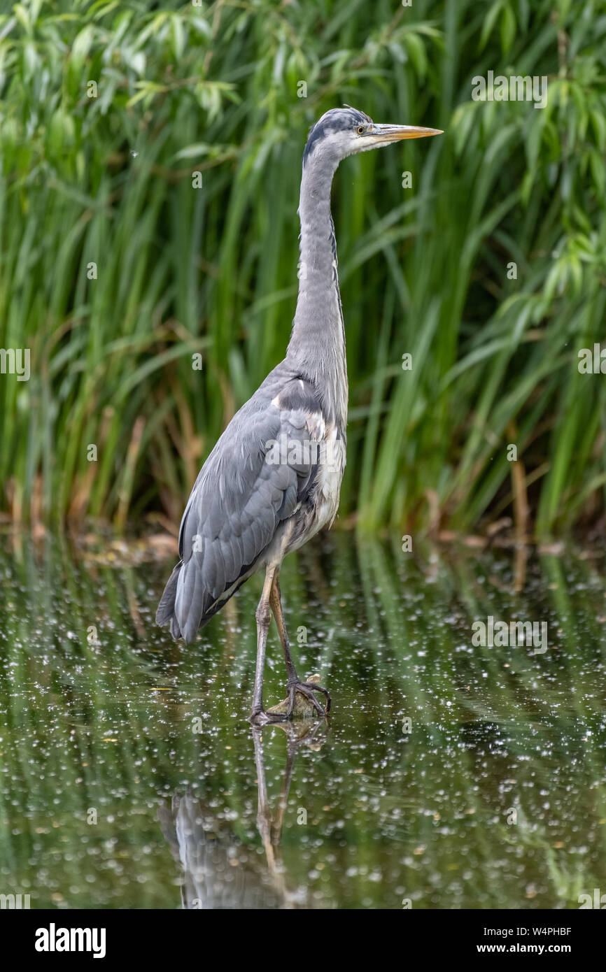Héron cendré (Ardea cinerea) Banque D'Images