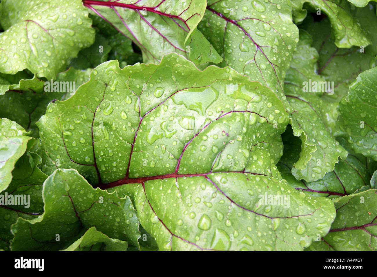 Arrière-plan de la feuille de la betterave légumes Banque D'Images