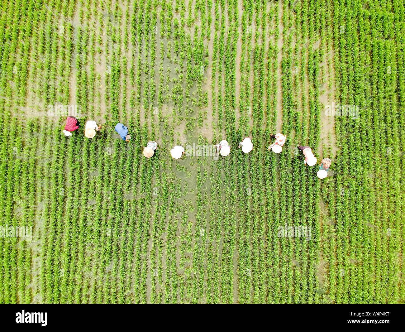 25 juillet 2019, Jiangsu, Zhejiang, Chine : Jiangsu, Chine-membres de terres agricoles coopérative stock de maléfices, Baipu village ville, Rugao city, Jiangsu province, effectuer le désherbage et la gestion sur le terrain dans les champs de riz biologique plantée par la coopérative le 24 juillet 2019.Ces dernières années, dans le processus de mise en œuvre ciblée de la pauvreté, maléfices village a effectivement résolu les problèmes tels que la difficulté à augmenter les revenus des agriculteurs en adoptant un nouveau mode de fonctionnement du transfert de terres de ''la conversion des terres à l'équité, les agriculteurs en tant qu'actionnaires, et le partage du revenu' (image Crédit : © SIPA UN Banque D'Images