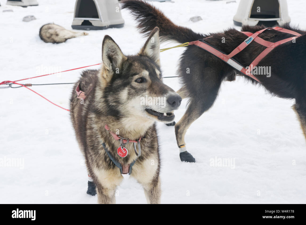 Traîneau à chiens sur Norris, Glacier, Alaska. Banque D'Images