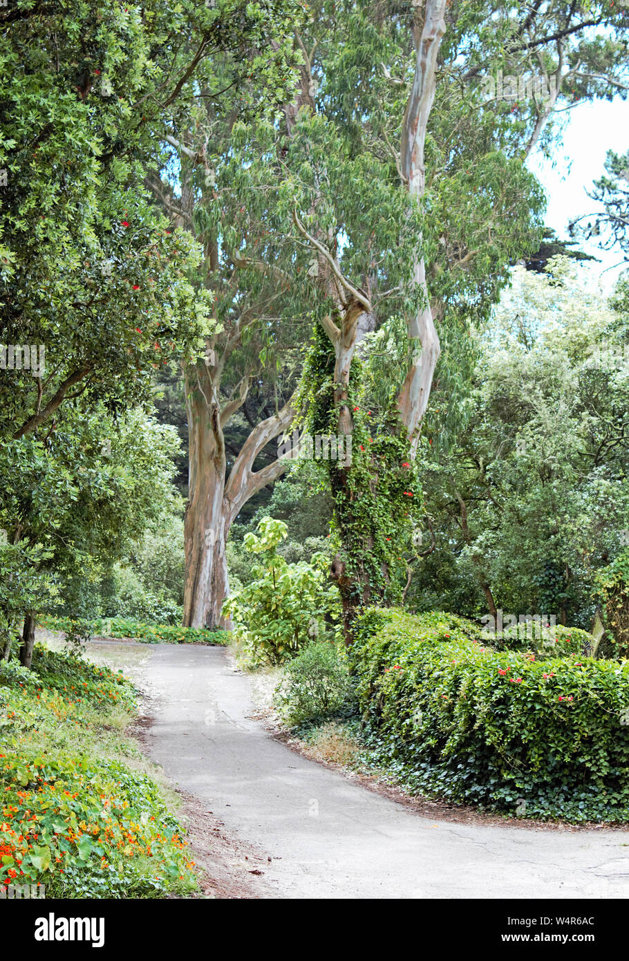 Belle image de l'eucalyptus un chemin boisé de doublure. Banque D'Images