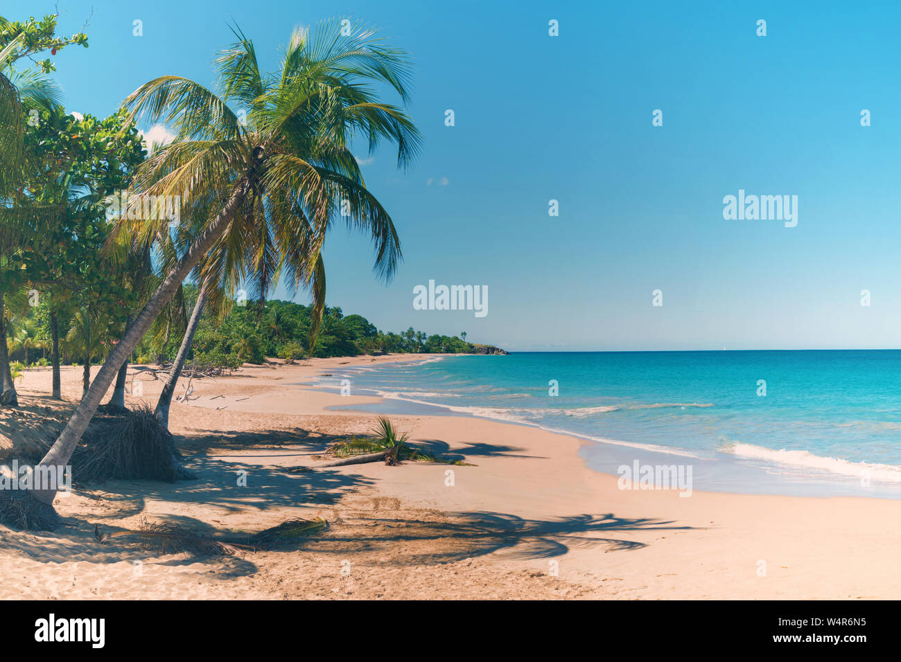 Cocotiers, sable doré, l'eau turquoise et bleu ciel, merveilleux Pearl Beach , Guadeloupe, French West Indies, vue panoramique Banque D'Images