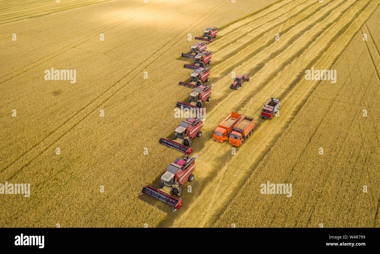 La bataille pour la moisson, les pêcheurs et autres machines agricoles alignés dans une diagonale pour la récolte du blé vue d'en haut avec un quadcopte Banque D'Images