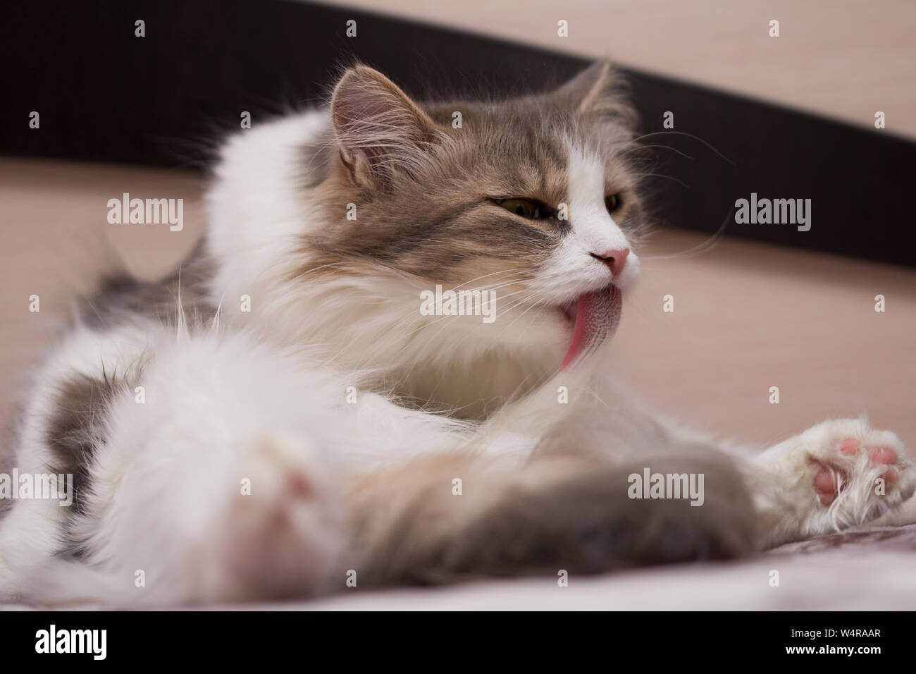 Beau chat gris s'en lécher l'auto sur lit de style moderne avec drôle d'émotions .Le chat gris se trouve et lavages. Banque D'Images