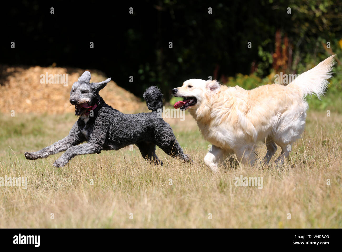 Deux chiens sont heureux de courir, de chasser et de jouer dans un terrain à Chichester, West Sussex, Royaume-Uni. Banque D'Images