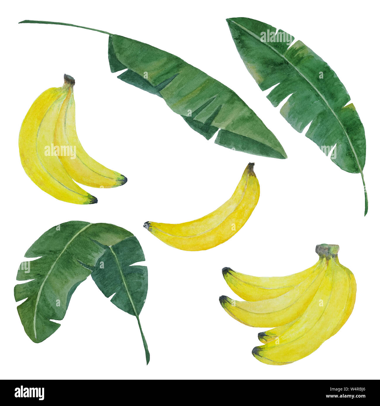 Peint à la main à l'aquarelle avec banane banane et feuilles isolées sur fond blanc, banane pour éléments de conception botanique tropical Banque D'Images