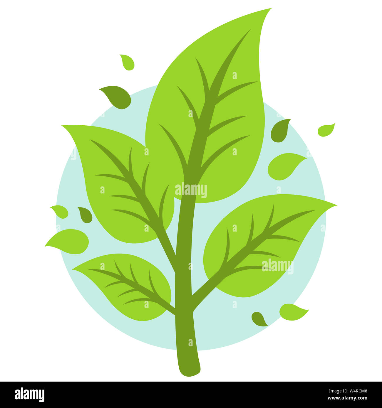 Plante avec des feuilles. Branche d'arbre en croissance saine avec des feuilles vertes. Banque D'Images