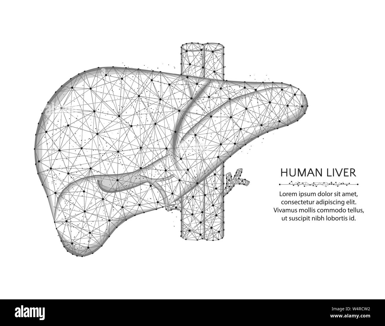 L'artère et les veines du foie avec poly faible la conception, les graphiques, l'anatomie des organes résumé vecteur polygonale wireframe illustration réalisée à partir de points et de ligne Illustration de Vecteur