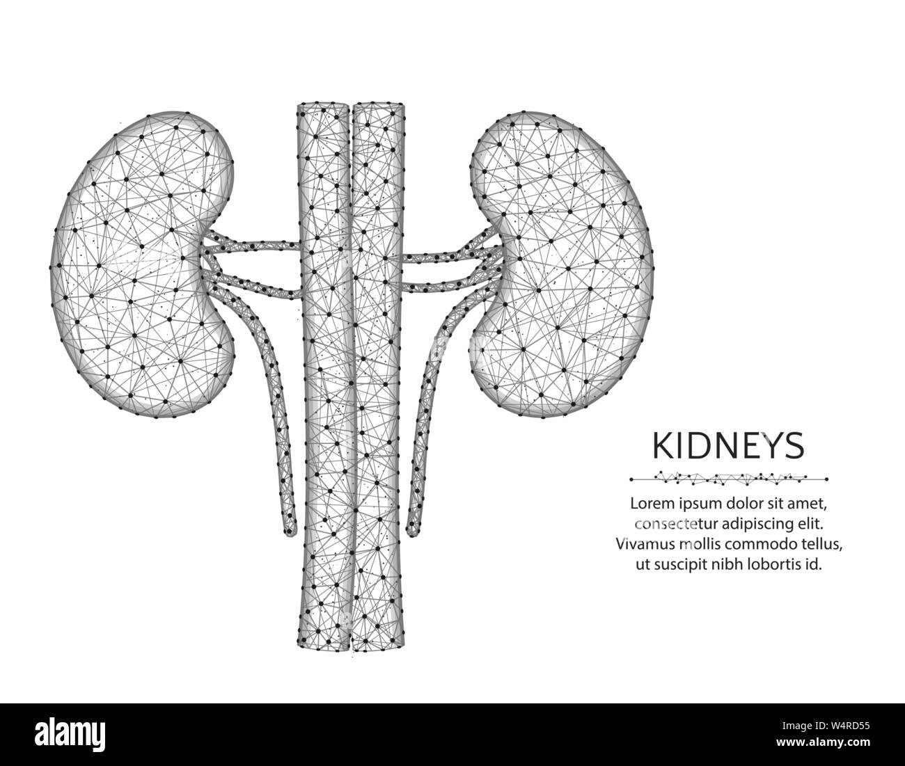 L'artère et les veines rénales avec poly faible la conception, les graphiques, l'anatomie des organes résumé vecteur polygonale wireframe illustration réalisée à partir de points et li Illustration de Vecteur