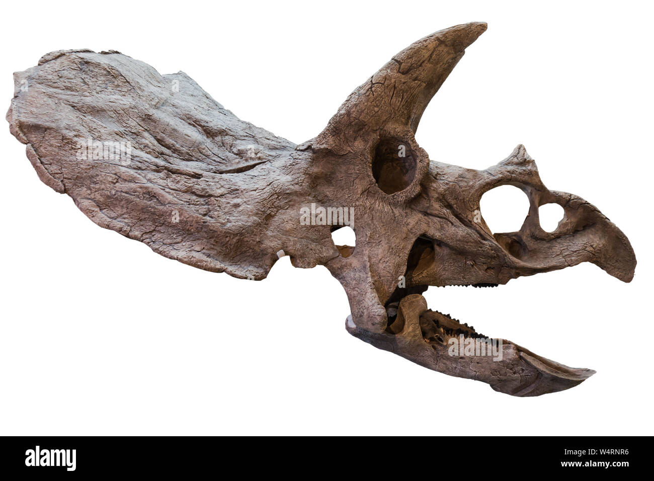 Éteinte triceratops' crâne isolé sur fond blanc Banque D'Images