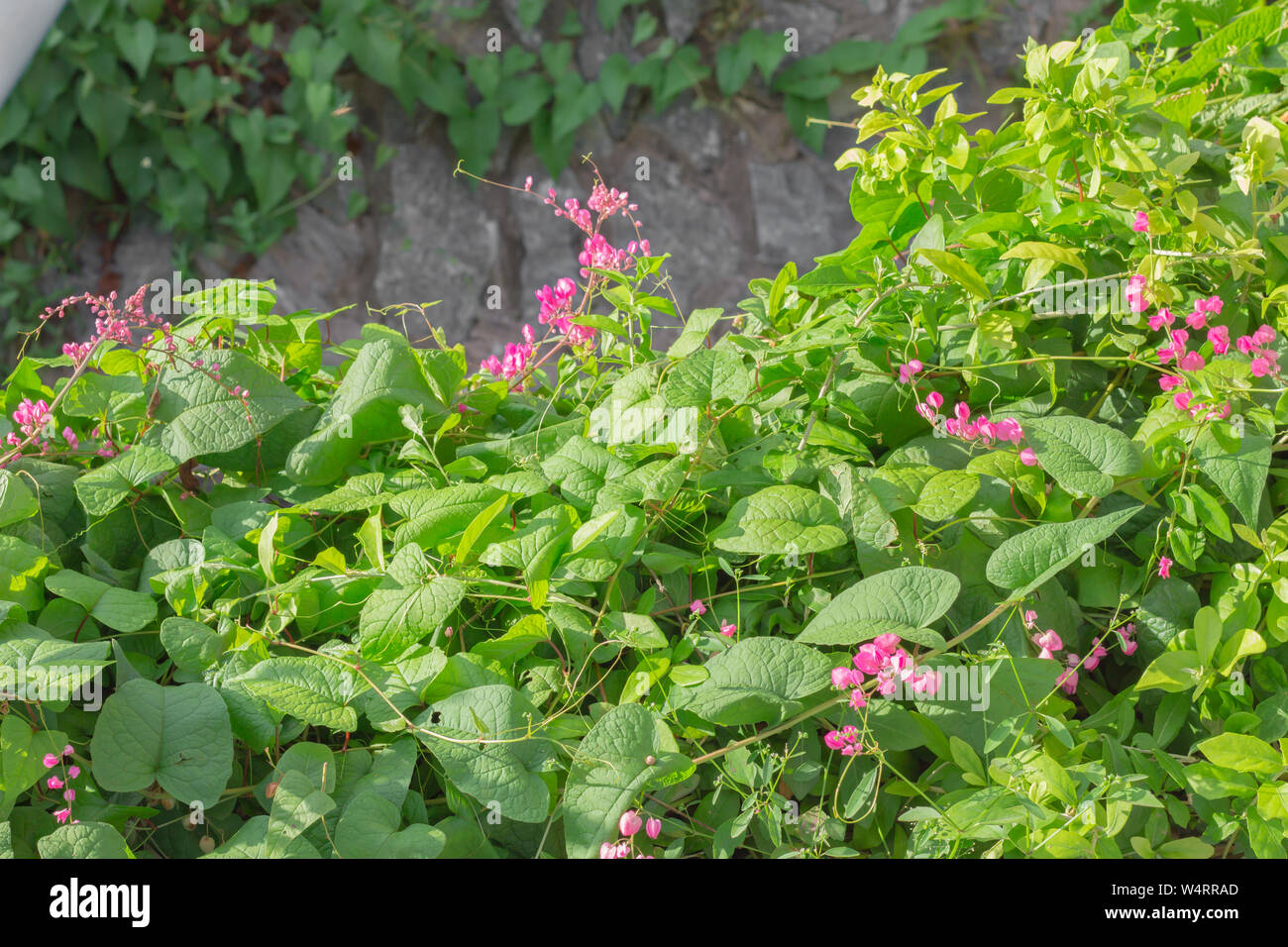 Vrilles long chevauchement et peu de fleurs roses. Banque D'Images