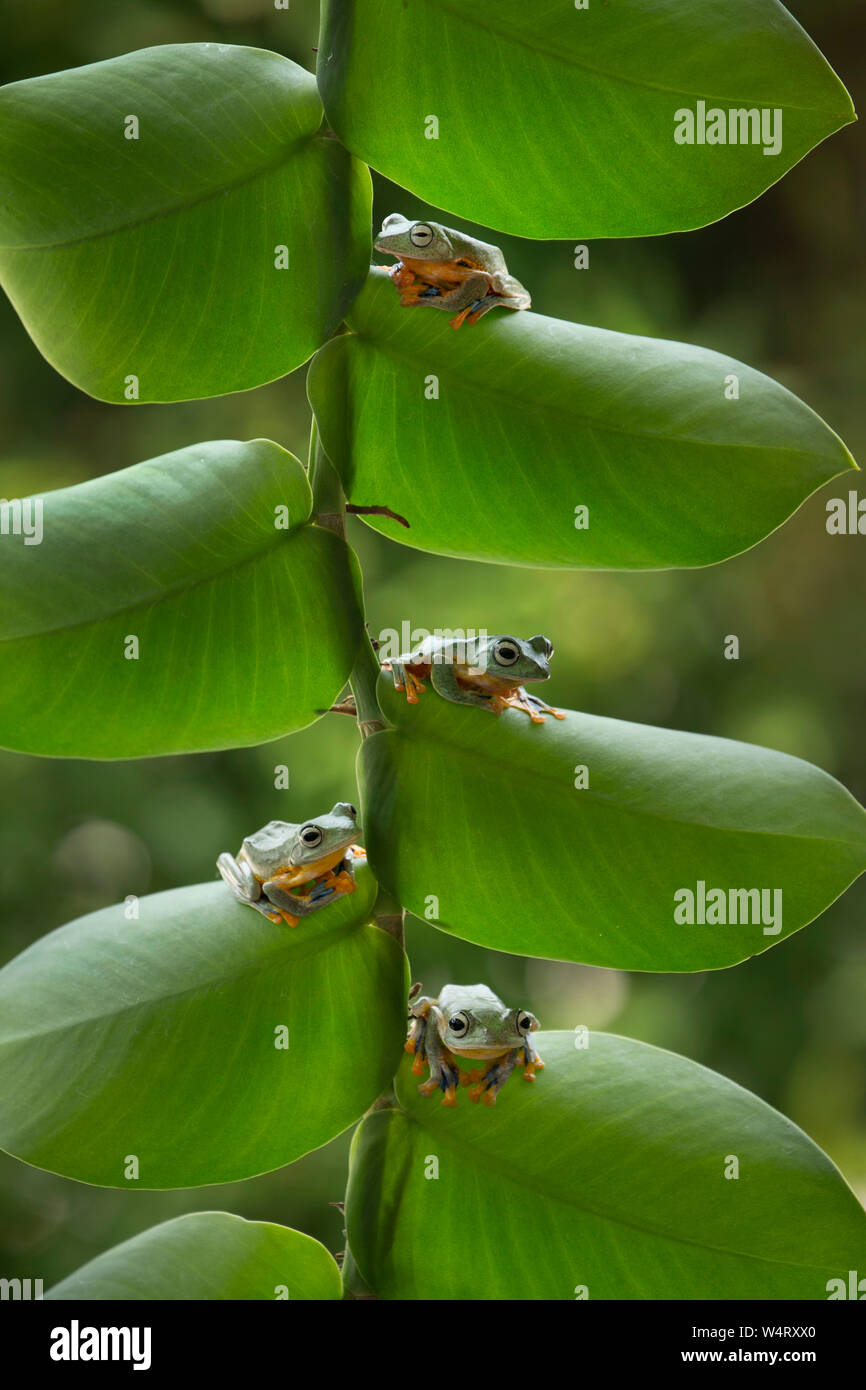 Quatre grenouilles sur une plante, l'Indonésie Banque D'Images
