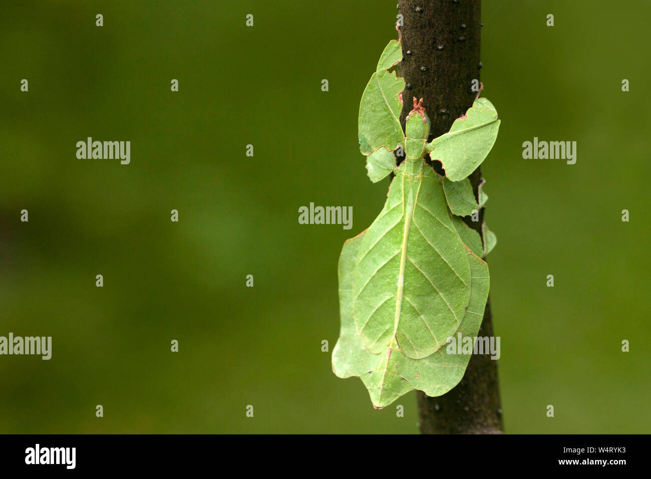 Mantis de feuilles sur une branche, l'Indonésie Banque D'Images