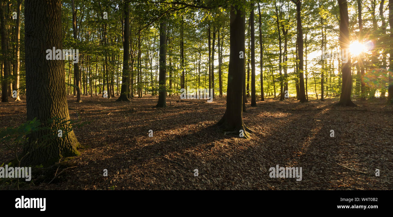 Soleil qui brille à travers les arbres dans une forêt, Enschede, Overijssel, Twente, Pays-Bas Banque D'Images