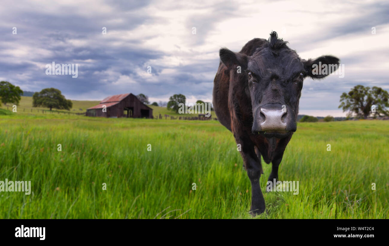 Portrait d'une vache debout dans un champ, Catheys Valley, California, United States Banque D'Images