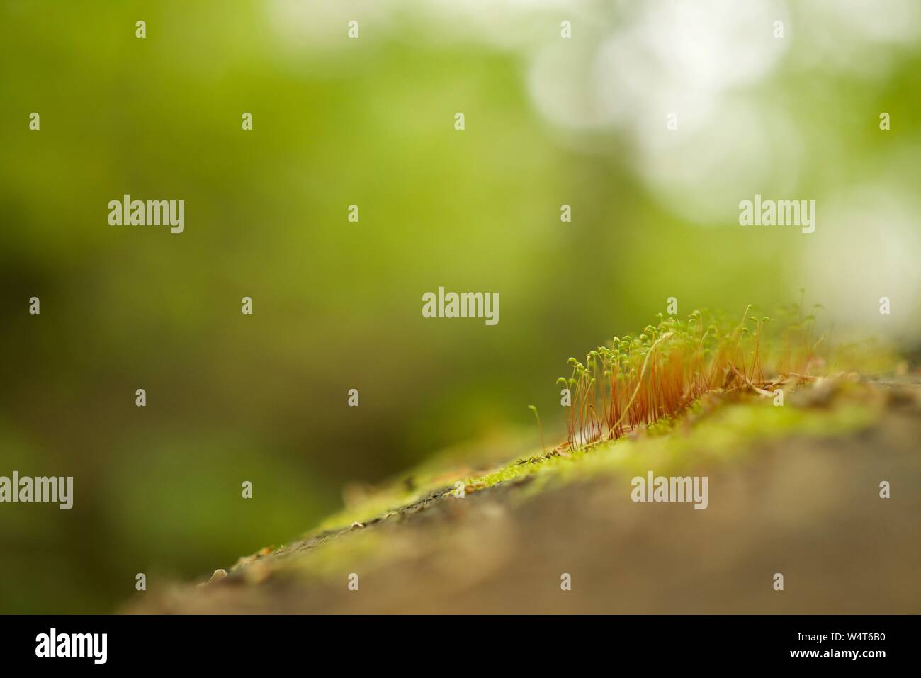 Close-up of moss spores sur un journal, Canada Banque D'Images