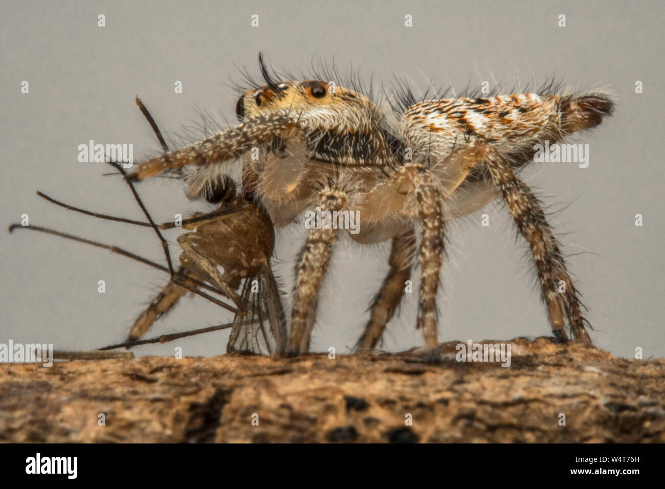 Araignée sauteuse avec un insecte mort, Indonésie Banque D'Images