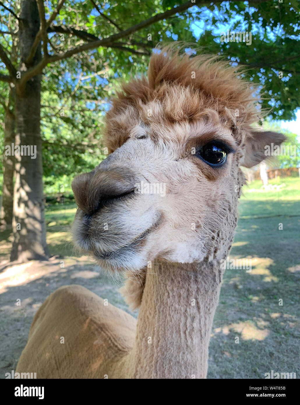 Portrait d'un alpaga dans une ferme, la Lituanie Banque D'Images