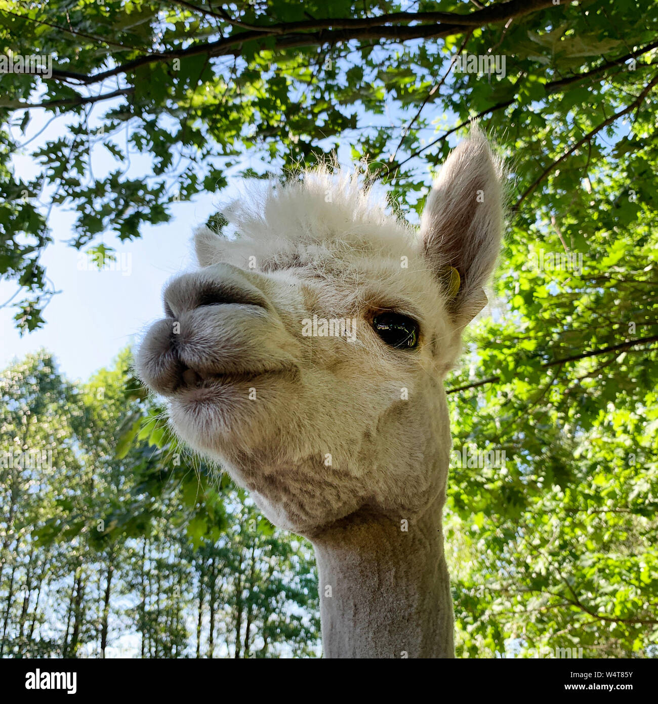 Portrait d'un alpaga dans une ferme, la Lituanie Banque D'Images